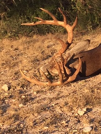 whitetailbuck9.jpg